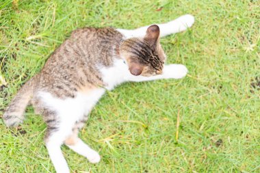 A domestic cat lying on green grass, viewed from above. The cat has a mix of brown and white fur, with its head turned slightly. The vibrant grass provides a natural backdrop. clipart