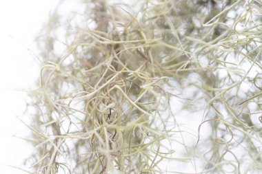 Narin, ince yosun iplikçikleri yakın plan, açık arkaplan, karmaşık dokular ve organik formlar sergiler..