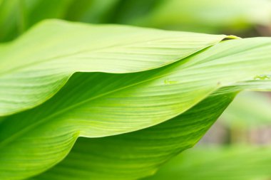 Close-up of vibrant green leaves with smooth textures and subtle veins, creating a lush and fresh appearance. clipart