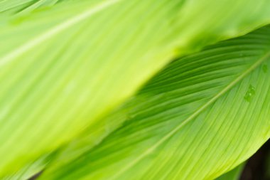 Yumuşak odaklı canlı yeşil yaprakların yakın çekimi, dokularını ve doğal desenlerini gösteriyor..