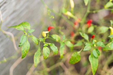 Yeşil yapraklı kırmızı ve sarı biberli kırmızı biberli bir biber bitkisinin yakın çekimi. Arka plan biraz bulanık, bitkiyi vurguluyor..