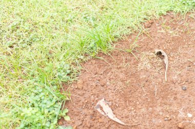 Yerlere saçılmış birkaç kuru yaprak ve seyrek otlarla kaplı bir toprak parçası. Toprak kahverengidir ve kuru görünürken, çimenler bazı bölgelerde yeşil ve yemyeşildir..