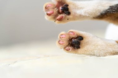 Yumuşak bir yüzey üzerinde duran pembe ve siyah pedlerle bir kedinin pençelerinin yakın çekimi.