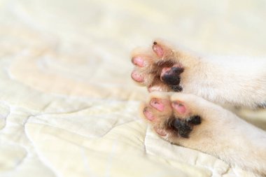 Yumuşak bir yüzey üzerinde duran pembe ve siyah pedlerle bir kedinin pençelerinin yakın çekimi.