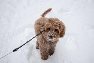 Avustralya Labradoodle Köpek Yavrusu kayısı renkli kürk. Derin karlı kış manzarası. 15 haftalık yavru köpek.