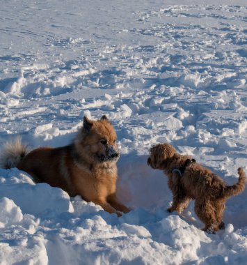 Köpekler karda oynuyor ve koşuyor. Avrasyalı, Labradoodle ve yassı Retriever kışın oynuyorlar. İsveçli Laponya 'da çekilmiş..