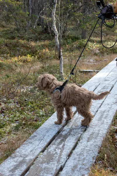 Avustralya Labradoodle köpeği, kayısı renkli. İskandinav ormanında yürüyüş yolunda..