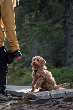 Avustralya Labradoodle köpeği, kayısı renkli. İskandinav ormanında yürüyüş yolunda..