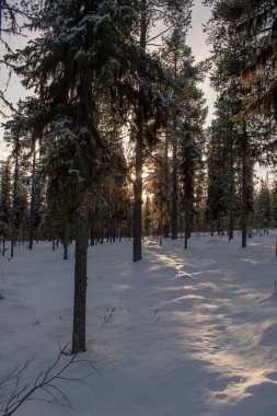 Büyülü kış manzarası. Karla kaplı ağaçlar. Helsinki. Finlandiya. Aralık 'ta gün batımından önce çekilmiş..