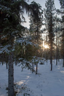 Büyülü kış manzarası. Karla kaplı ağaçlar. Helsinki. Finlandiya. Aralık 'ta gün batımından önce çekilmiş..
