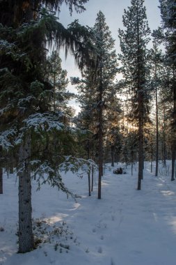 Büyülü kış manzarası. Karla kaplı ağaçlar. Helsinki. Finlandiya. Aralık 'ta gün batımından önce çekilmiş..