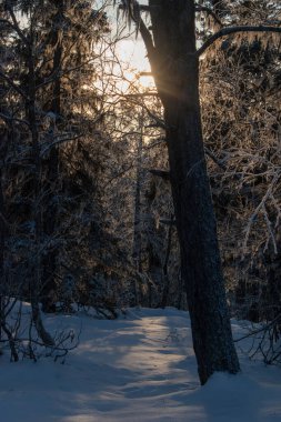 Büyülü kış manzarası. Karla kaplı ağaçlar. Helsinki. Finlandiya. Aralık 'ta gün batımından önce çekilmiş..