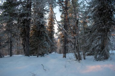 İsveç 'in Jukkasjarvi kentinin kış manzarası. İsveç 'in kuzeyinde Kiruna belediyesinde yer almaktadır. Laponya Eyaleti.