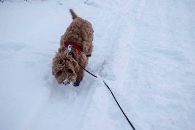 Kayısı Labradoodle yavrusu Sunset 'te kış manzarasında. 7 aylık yavru köpek..