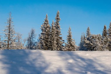 İskandinavya 'daki güzel beyaz kış harikalar diyarı manzarasının panoramik manzarası kışın gün batımında, kuzey Avrupa' da manzaralı altın akşam ışığı. İsveç Laponya.