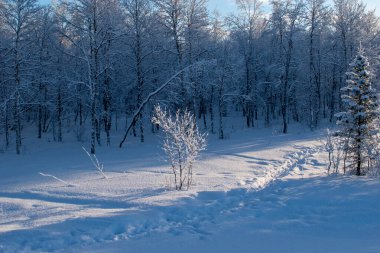 İskandinavya 'daki güzel beyaz kış harikalar diyarı manzarasının panoramik manzarası kışın gün batımında, kuzey Avrupa' da manzaralı altın akşam ışığı. İsveç Laponya.