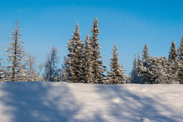 İskandinavya 'daki güzel beyaz kış harikalar diyarı manzarasının panoramik manzarası kışın gün batımında, kuzey Avrupa' da manzaralı altın akşam ışığı. İsveç Laponya.