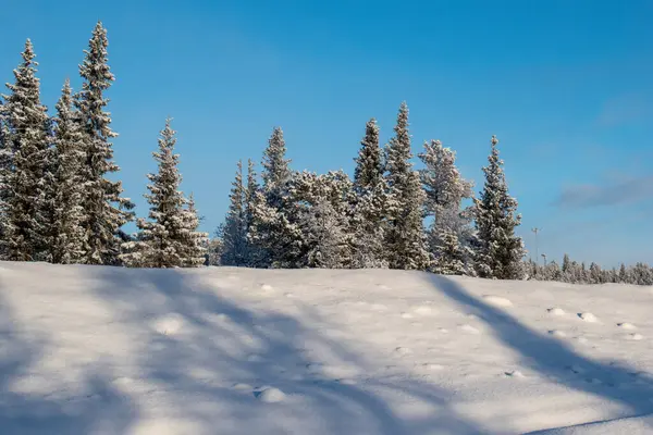 İskandinavya 'daki güzel beyaz kış harikalar diyarı manzarasının panoramik manzarası kışın gün batımında, kuzey Avrupa' da manzaralı altın akşam ışığı. İsveç Laponya.