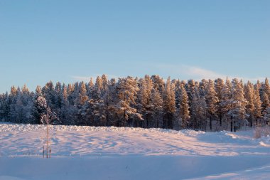 İskandinavya, İsveç Laponya 'daki güzel beyaz kış harikalar diyarı manzarasının panoramik manzarası. Gün ortası güneş ışığı.