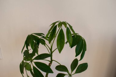 Tayvan ve Hainan 'a özgü cüce şemsiye ağacı ya da Schefflera arboricola, beyaz masa ve beyaz arkaplan üzerinde koyu plastik bir çömlekte ev bitkisi.