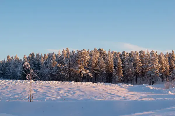 İskandinavya, İsveç Laponya 'daki güzel beyaz kış harikalar diyarı manzarasının panoramik manzarası. Gün ortası güneş ışığı.