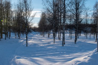 Kış manzarası, doğa rezervi, laponya bölgesi, laponya, Norrbotten Laponya İsveç Arktik kışları