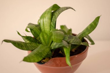 Beyaz arka planda beyaz tencerede yılan bitkisi. Sansevieria trifasciata