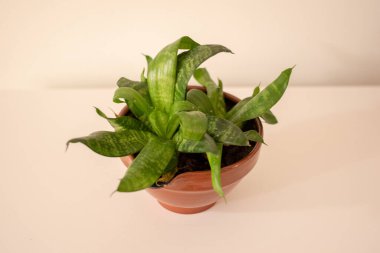 Beyaz arka planda beyaz tencerede yılan bitkisi. Sansevieria trifasciata