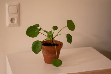 Pilea peperomioides saksısının, evdeki gri duvarın üzerindeki beyaz masada seramik bir saksıda çekilmiş hali. Güneş ışığı. Çin para fabrikası. Bahçecilik, hobi konsepti.
