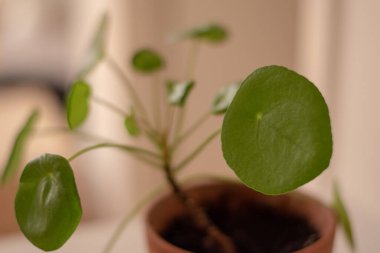 Pilea peperomioides saksısının, evdeki gri duvarın üzerindeki beyaz masada seramik bir saksıda çekilmiş hali. Güneş ışığı. Çin para fabrikası. Bahçecilik, hobi konsepti.