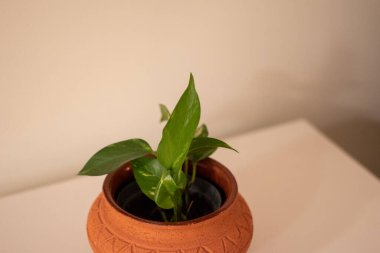 Yatak odasının penceresinde ve bahçesinde Epipremnum Aureum var. Loş ışıkta fotoğraflandı.