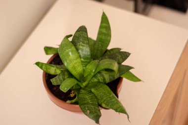 Beyaz arka planda beyaz tencerede yılan bitkisi. Sansevieria trifasciata