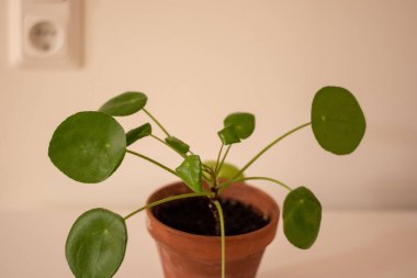 Pilea peperomioides saksısının, evdeki gri duvarın üzerindeki beyaz masada seramik bir saksıda çekilmiş hali. Güneş ışığı. Çin para fabrikası. Bahçecilik, hobi konsepti.