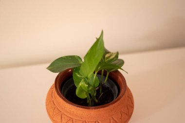 Yatak odasının penceresinde ve bahçesinde Epipremnum Aureum var. Loş ışıkta fotoğraflandı.