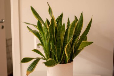Beyaz arka planda beyaz tencerede yılan bitkisi. Sansevieria trifasciata