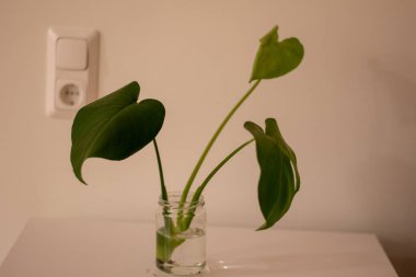 Beyaz arka planda gri bir tencerede bulunan büyük bir yaprak ev bitkisinin temiz görüntüsü..