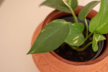 Yatak odasının penceresinde ve bahçesinde Epipremnum Aureum var. Loş ışıkta fotoğraflandı.