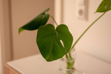 Beyaz arka planda gri bir tencerede bulunan büyük bir yaprak ev bitkisinin temiz görüntüsü..