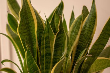 Beyaz arka planda beyaz tencerede yılan bitkisi. Sansevieria trifasciata