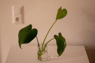 Beyaz arka planda gri bir tencerede bulunan büyük bir yaprak ev bitkisinin temiz görüntüsü..