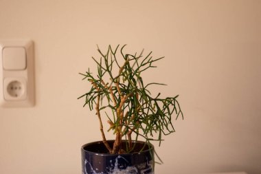 Beyaz arka planda kaktüs saksısı. Mavi ve beyaz mermer kap.