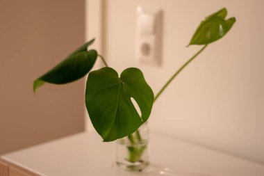 Beyaz arka planda gri bir tencerede bulunan büyük bir yaprak ev bitkisinin temiz görüntüsü..