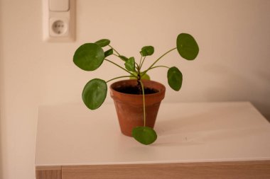 Pilea peperomioides saksısının, evdeki gri duvarın üzerindeki beyaz masada seramik bir saksıda çekilmiş hali. Güneş ışığı. Çin para fabrikası. Bahçecilik, hobi konsepti.
