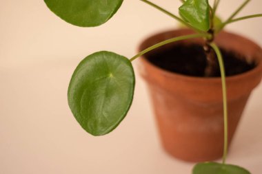 Pilea peperomioides saksısının, evdeki gri duvarın üzerindeki beyaz masada seramik bir saksıda çekilmiş hali. Güneş ışığı. Çin para fabrikası. Bahçecilik, hobi konsepti.