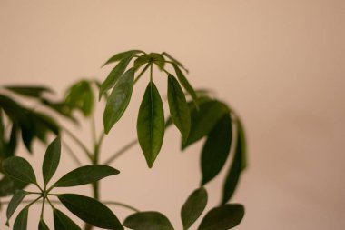 Schefflera, Araliaceae familyasından bir bitki cinsidir..