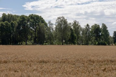 İsveç 'in Vastergotland kentindeki Skovde' nin dışındaki Svenstorp bölgesine uzanan altın buğday tarlaları olan kırsal tarım arazileri.