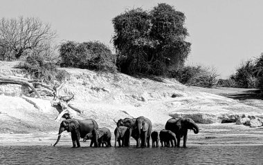 Chobe Ulusal Parkı 'nda Yüzen Fil Sürüsü Siyah ve Beyaz Vahşi Yaşam Hayvanları