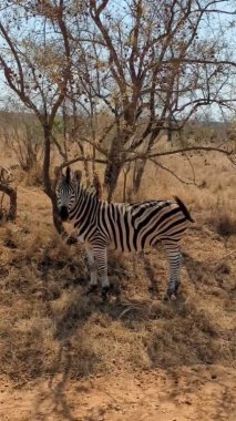 Zebra Afrika Safarisi Kamera ve Sallanan Kuyruğa Bakıyor