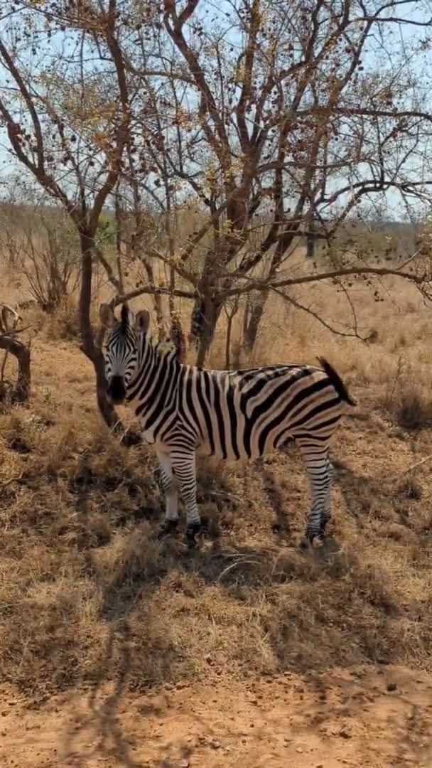 Zebra Αφρικής Safari Κοιτάζοντας Κάμερα Και Wagging Ουρά — Αρχείο Βίντεο