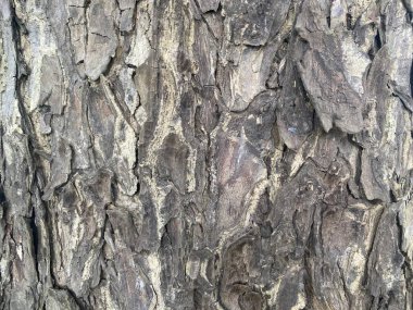 Büyük tahıl pullu ve pürüzlüdür..